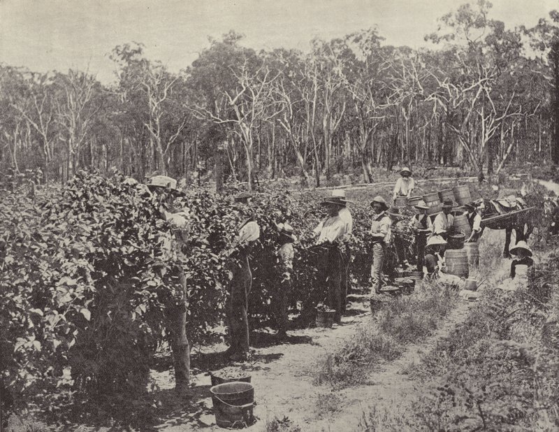 Himbeerpflücker bei der Arbeit, Wandin Yallock von English Photographer