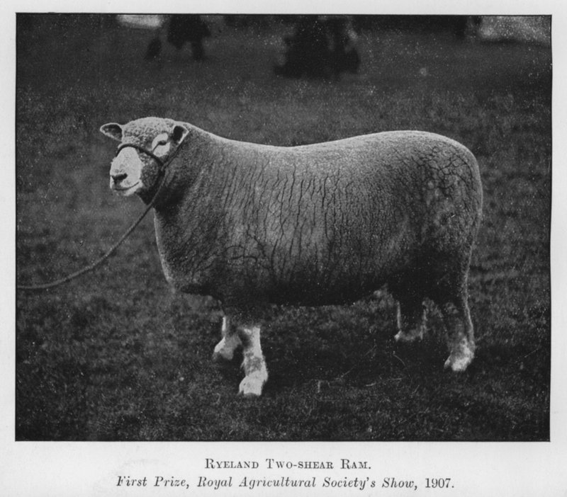 Ryeland-Zweijähriger Widder, Erster Preis, Royal Agricultural Society