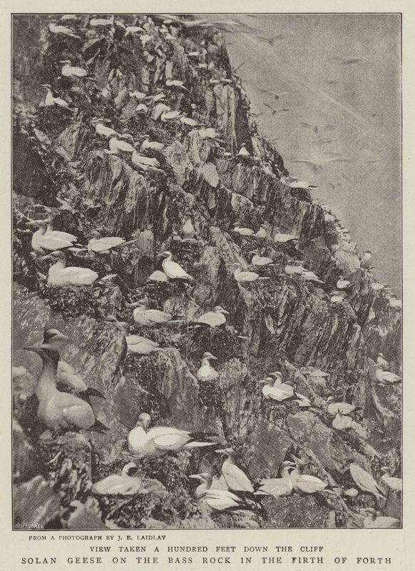 Basstölpel auf dem Bass Rock im Firth of Forth von English Photographer