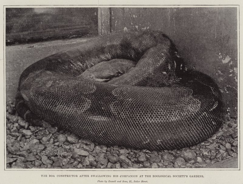 Die Boa Constrictor nach dem Verschlingen ihres Gefährten im Zoologischen Garten von English Photographer