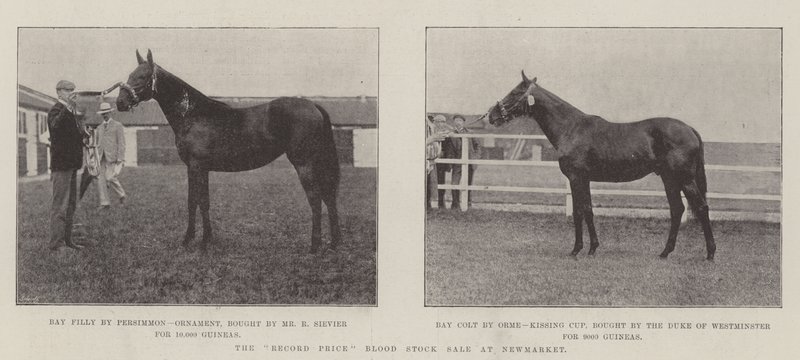 Der Rekordpreis-Blutstockverkauf in Newmarket von English Photographer