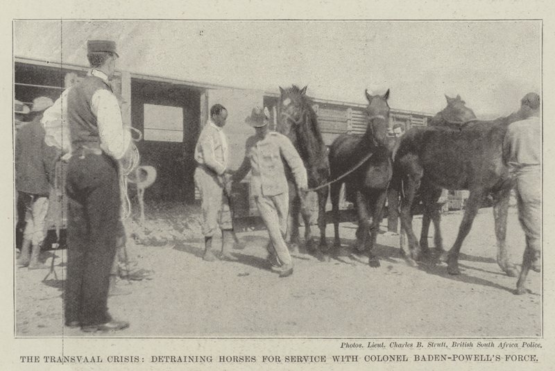 Die Transvaal-Krise, Pferde werden für den Dienst bei Colonel Baden-Powells Truppe entladen von English Photographer