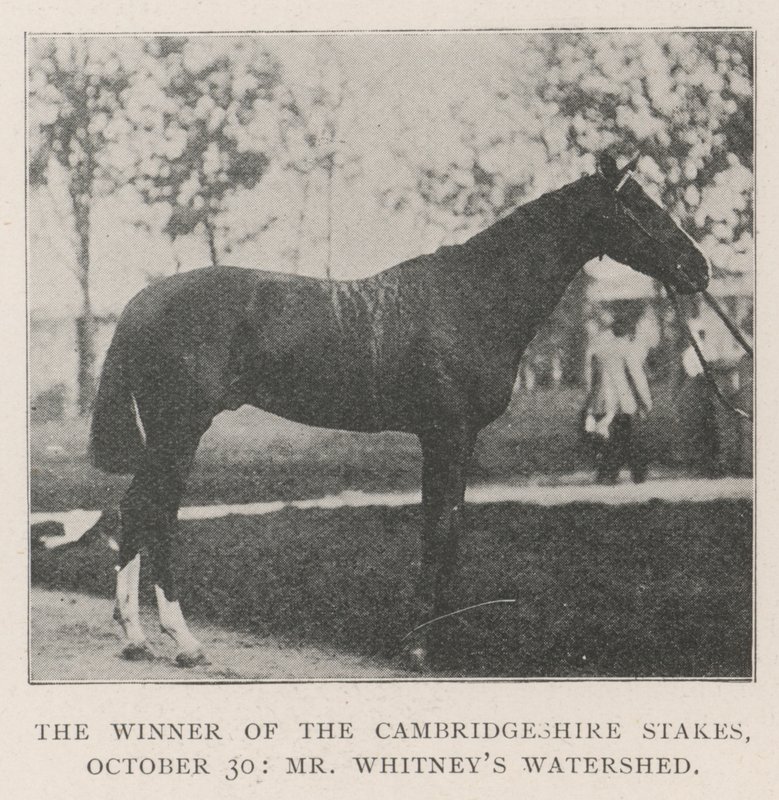 Der Gewinner der Cambridgeshire Stakes, 30. Oktober, Mr. Whitneys Watershed von English Photographer
