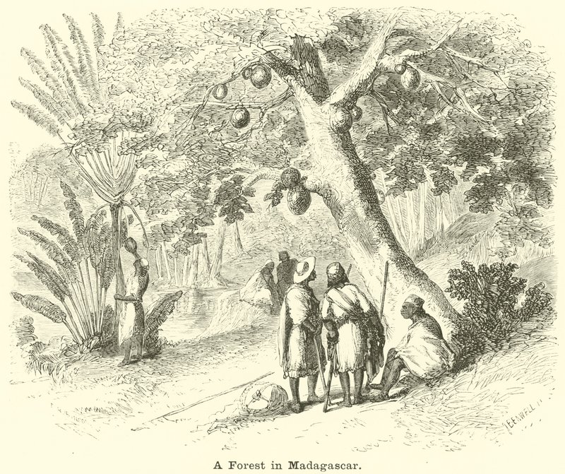 Ein Wald in Madagaskar von English School
