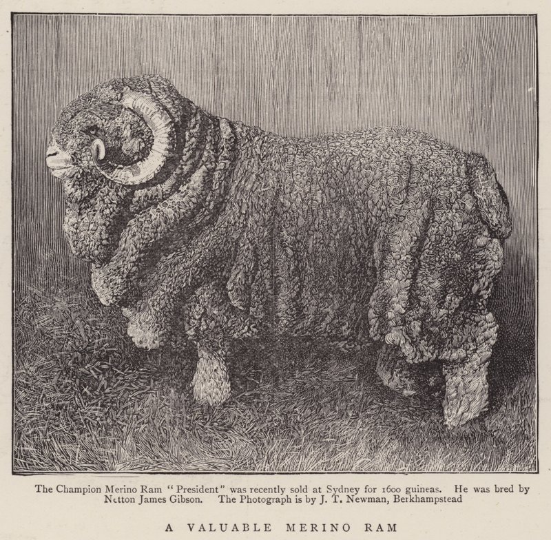 Ein wertvoller Merino-Widder von English School