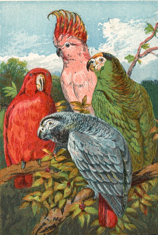 Ein roter, grauer und grüner Papagei und ein Kakadu von English School