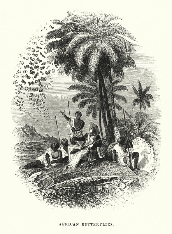 Afrikanische Schmetterlinge von English School