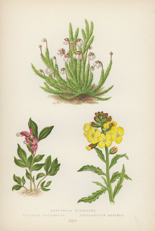Andromeda Hypnoides; Polygala Paucifolia; Cheiranthus Alpinus von English School