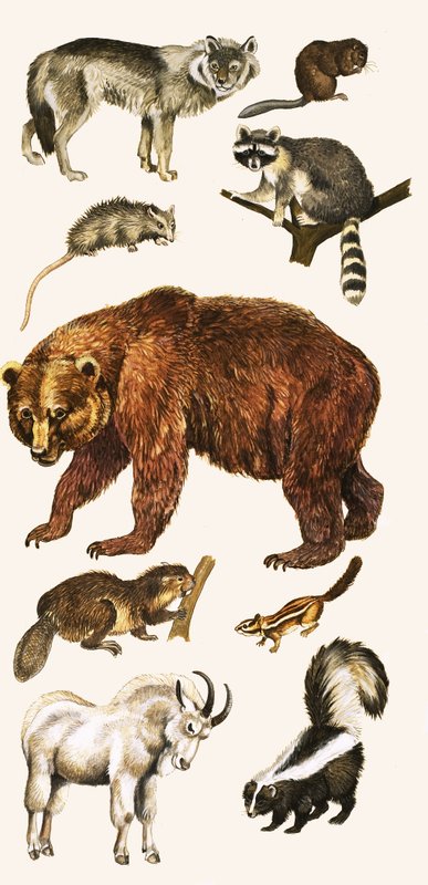 Tiere und Vögel Kanadas von English School