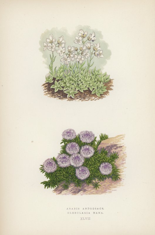 Arabis Androsace; Globularia Nana von English School