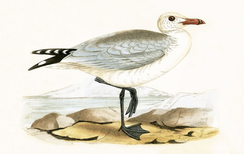 Audouins Möwe, Illustration aus 