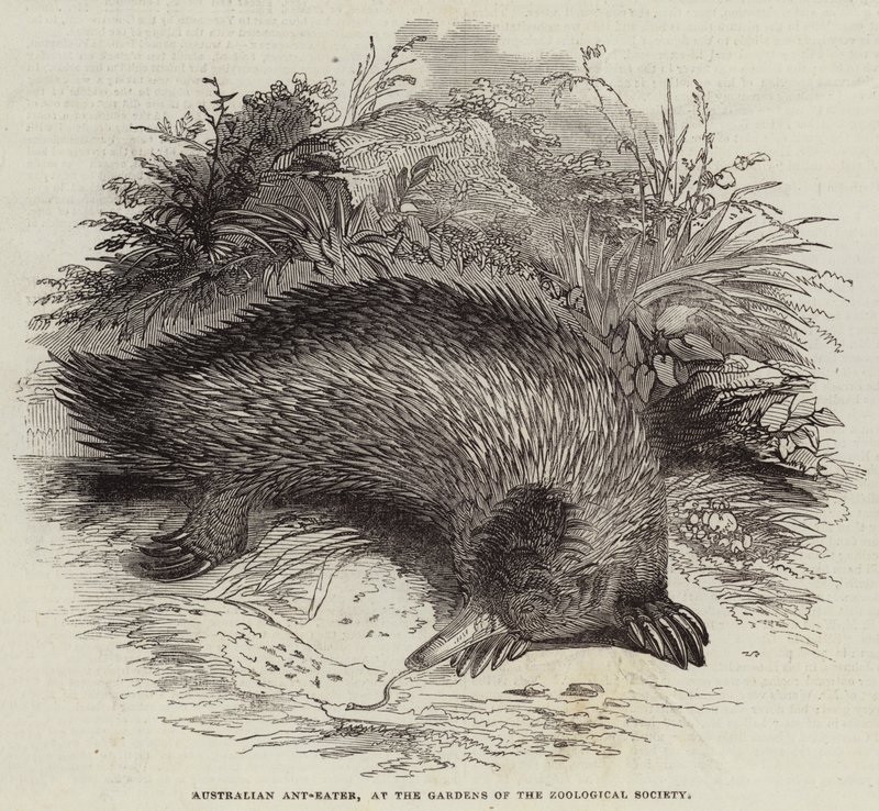 Australischer Ameisenbär in den Gärten der Zoologischen Gesellschaft (Gravur) von English School