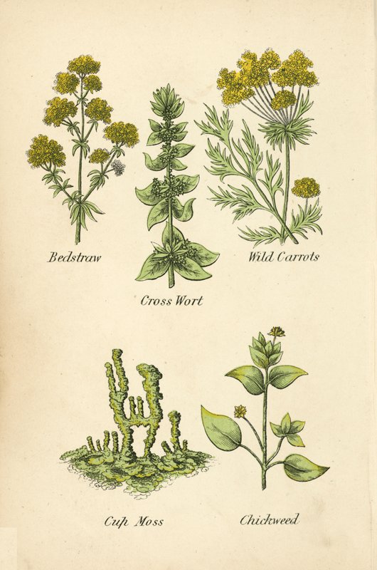 Labkraut, Kreuzkraut, Wilde Karotten, Bechermoos, Vogelmiere von English School