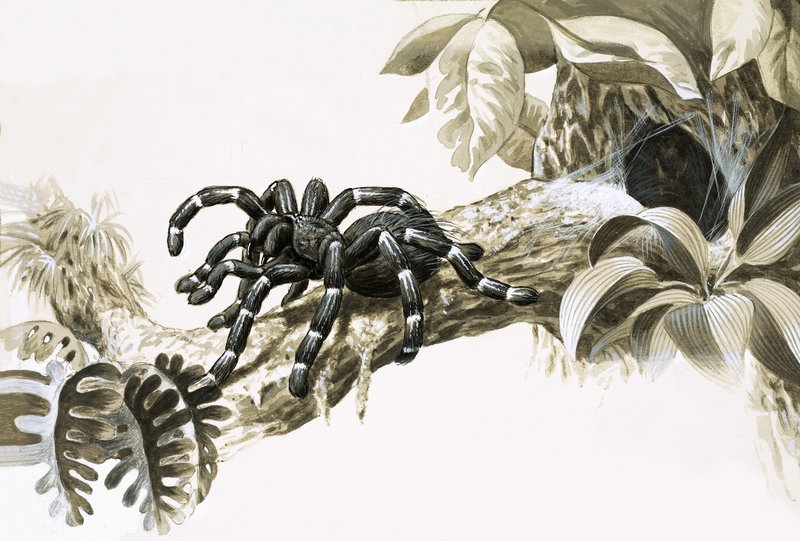 Vogelspinne des Amazonas von English School