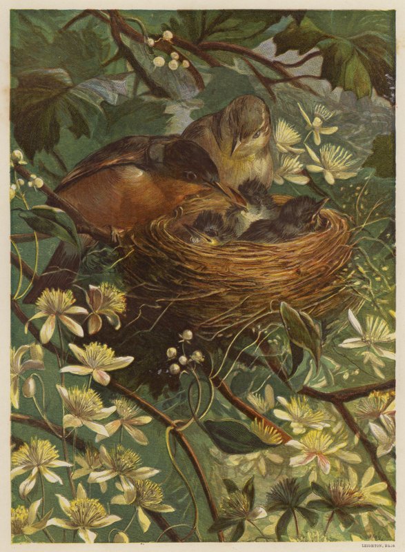 Vögel füttern ihre Jungen in einem Nest von English School