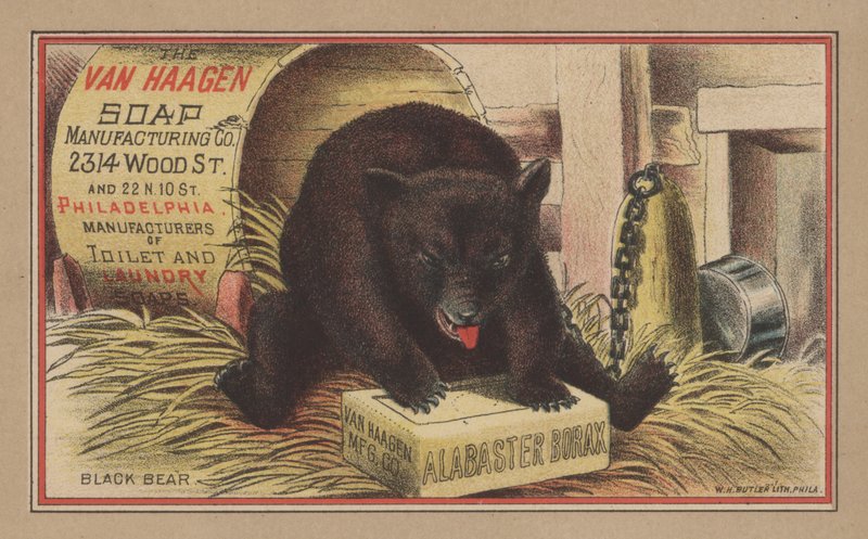 Schwarzbär von English School