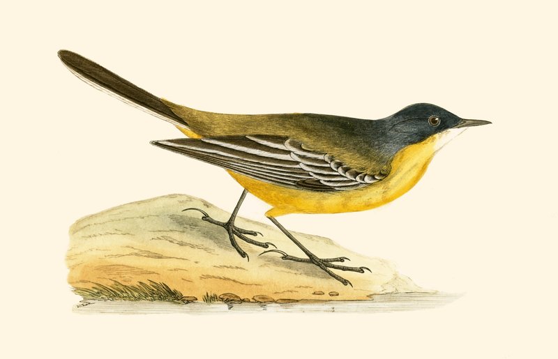 Schwarzkehlgelbe Bachstelze, Illustration aus 