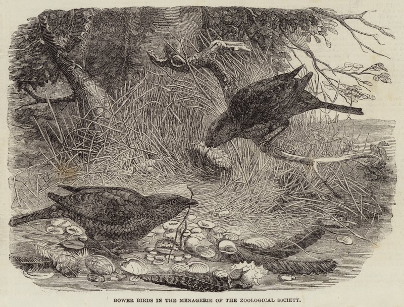 Laubenvögel in der Menagerie der Zoologischen Gesellschaft (Stich) von English School