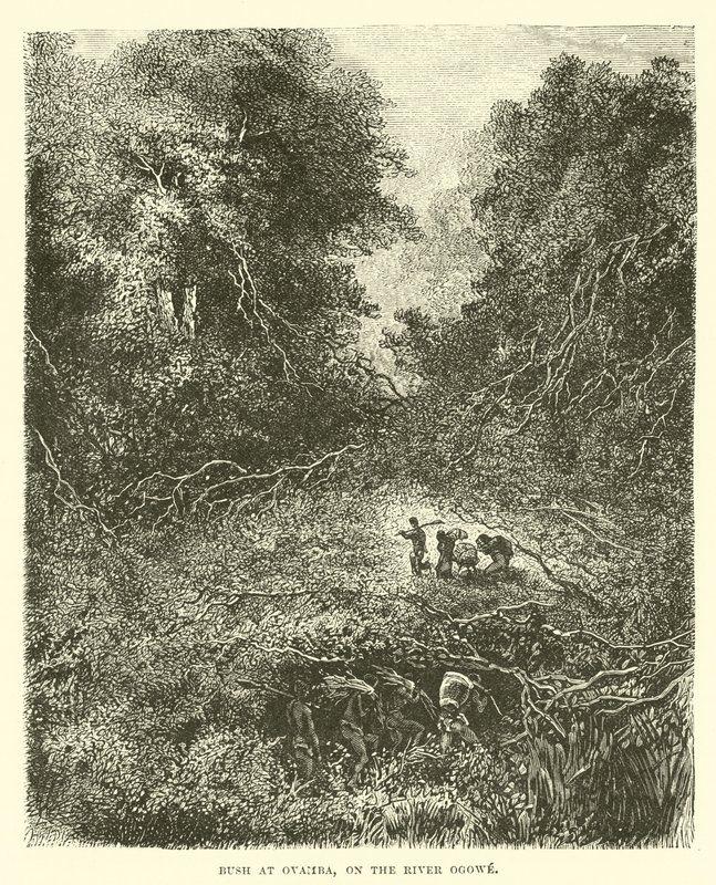 Busch bei Ovamba, am Fluss Ogowe von English School