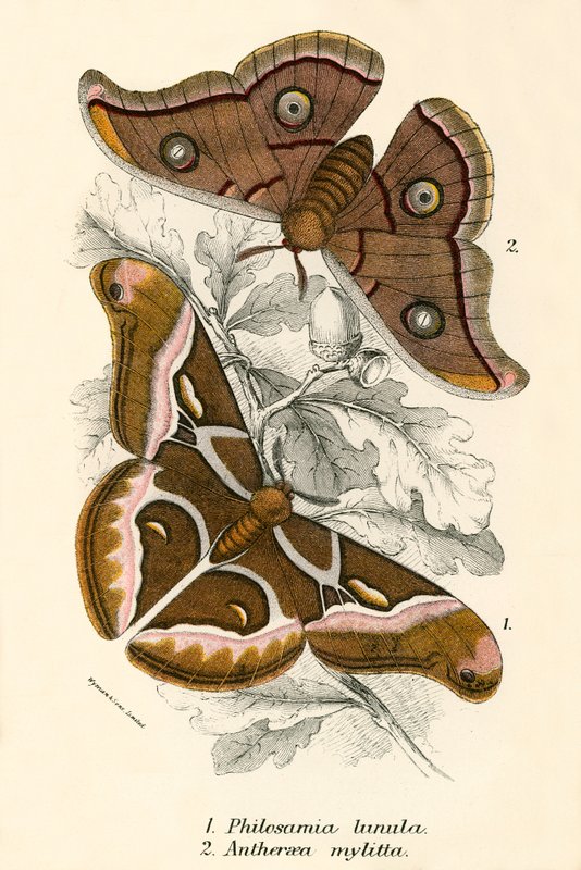 Schmetterlinge von English School