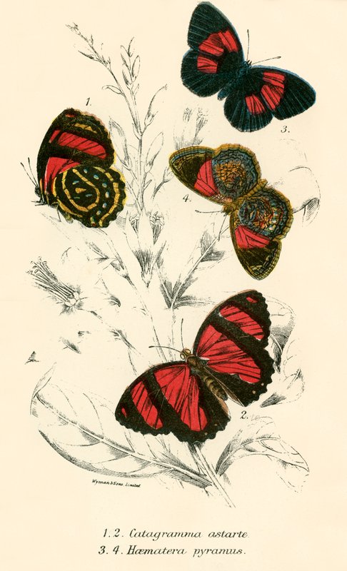 Schmetterlinge von English School