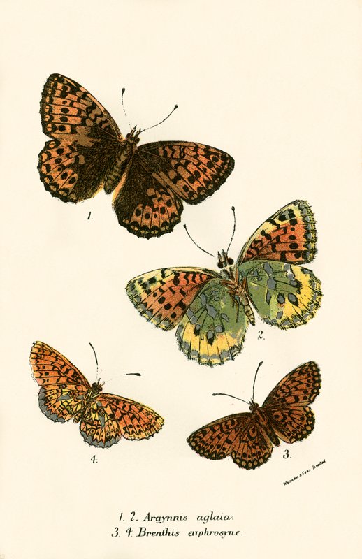 Schmetterlinge von English School