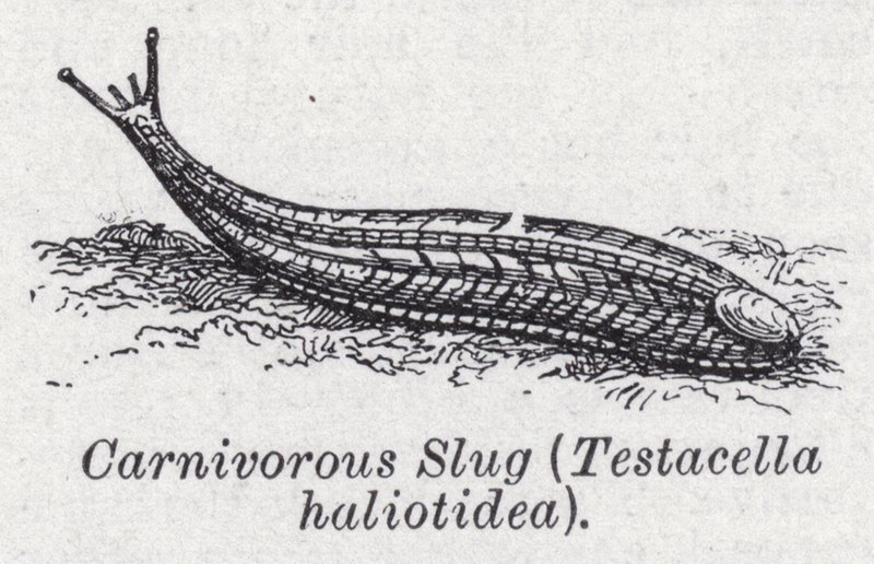Fleischfressende Schnecke, Testacella haliotidea von English School