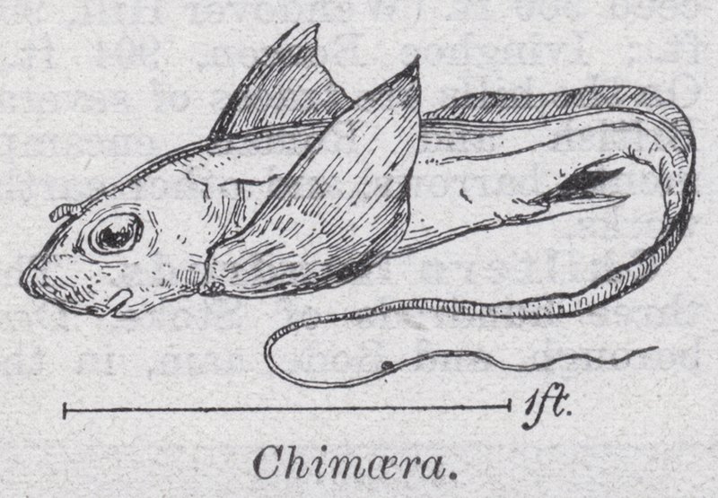 Chimäre von English School