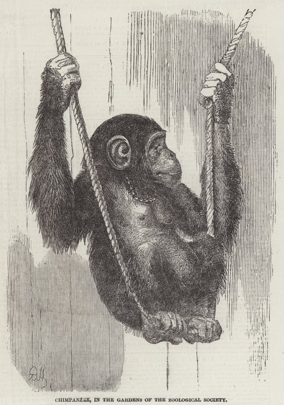 Schimpanse in den Gärten der Zoologischen Gesellschaft (Gravur) von English School