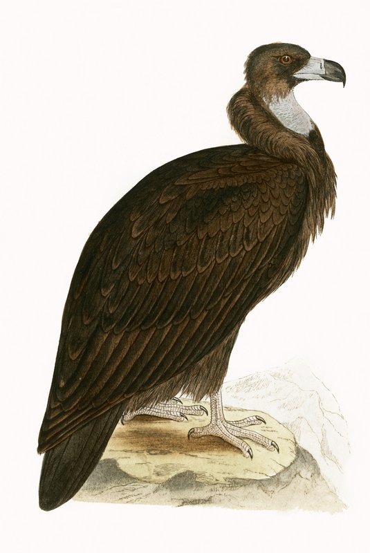Mönchsgeier, Illustration aus 