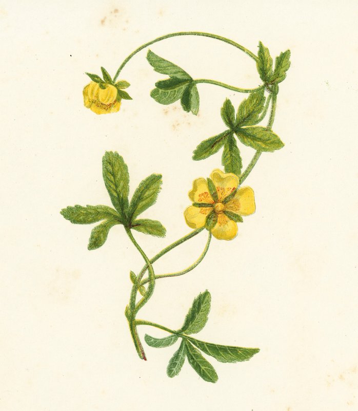 Kriechendes Fingerkraut, Potentilla Reptans
