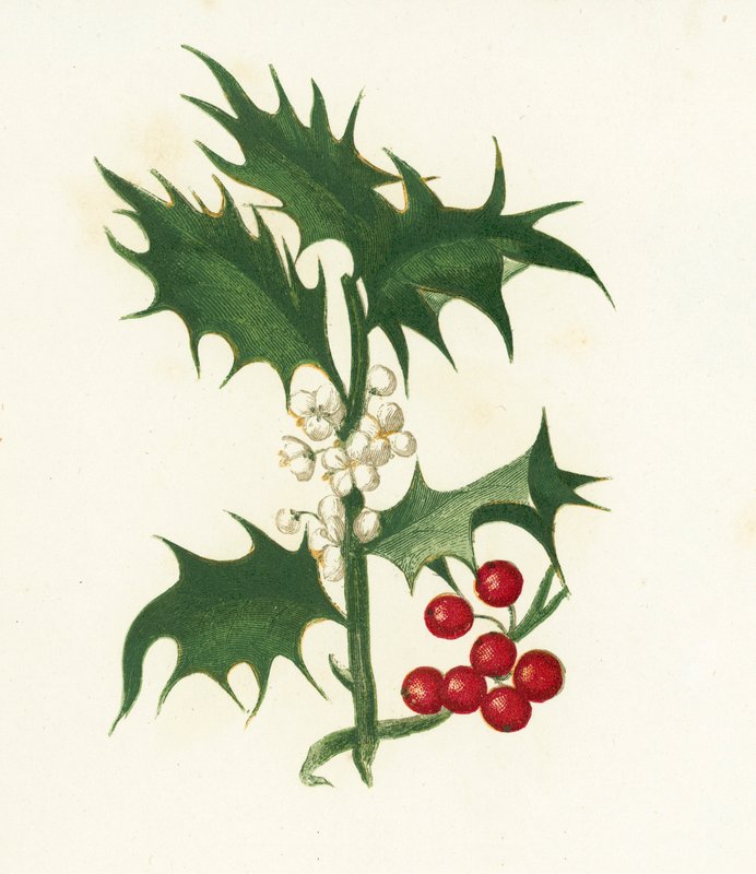 Stechpalme, Ilex Aquifolium