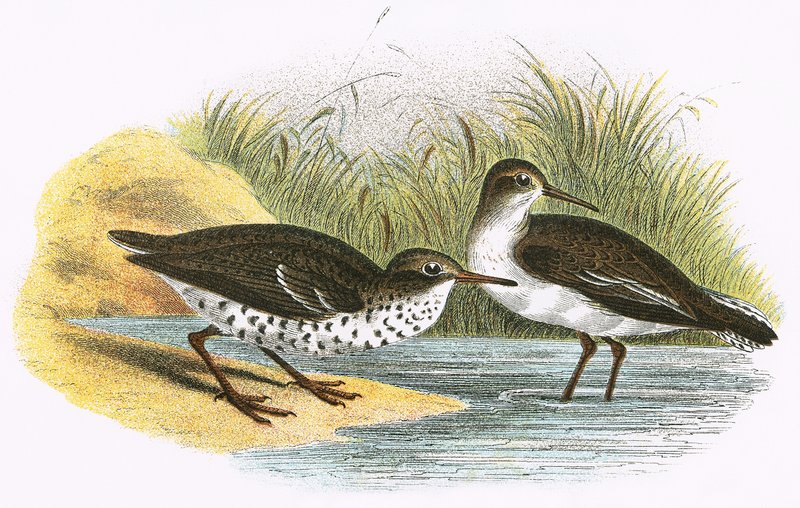 Flussuferläufer (rechts) und Fleckenuferläufer (links) von English School