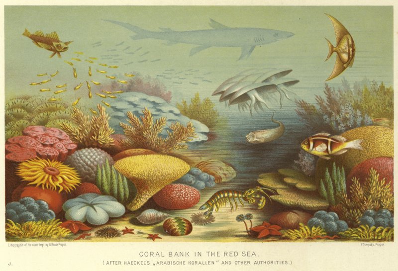 Korallenbank im Roten Meer von English School