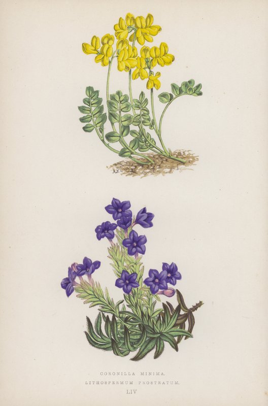 Kronwicke; Steinsame (Farblithografie) von English School