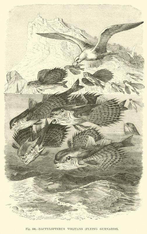 Dactylopterus Volitans, Fliegende Knurrhähne von English School