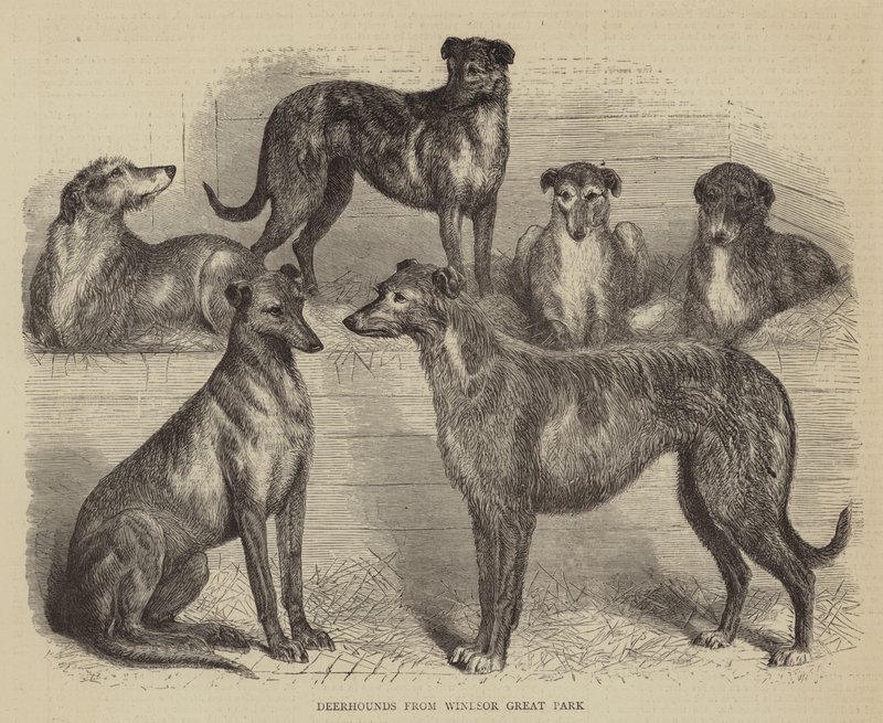Hirschhunde aus dem Windsor Great Park (Stich) von English School