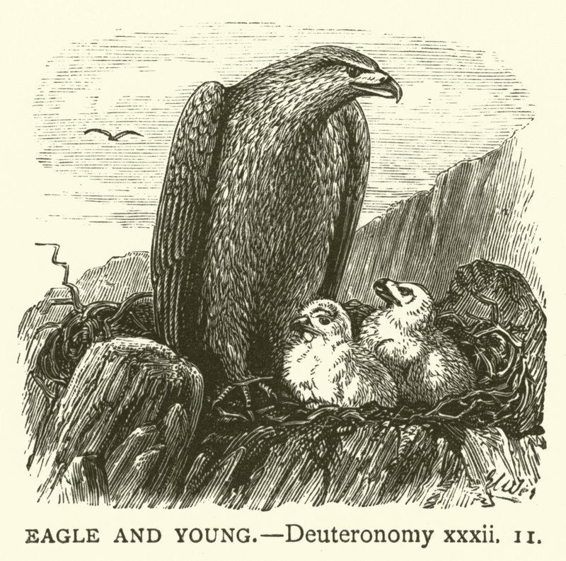 Adler und Junge (Deuteronomium, xxxii) von English School