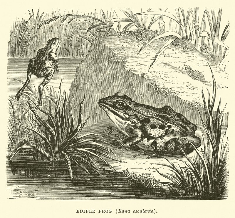 Essbarer Frosch, Rana esculenta von English School