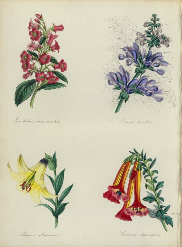 Englischer Blumengarten: Escallonia macrantha, Salvia bicolar, Lilium colchicum, Cantua dependens von English School