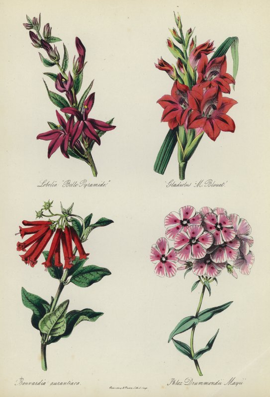 Englischer Blumengarten: Lobelia 