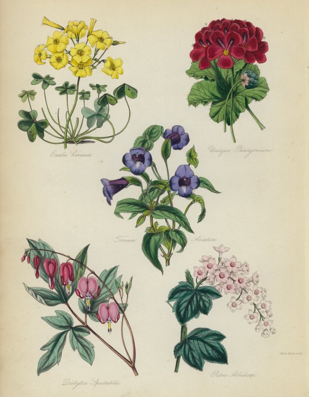Englischer Blumengarten: Oxalis Cernua, Unique Pelargonium, Torenia Asiatica, Dielytra Spectabilis, Ribes Albidum von English School