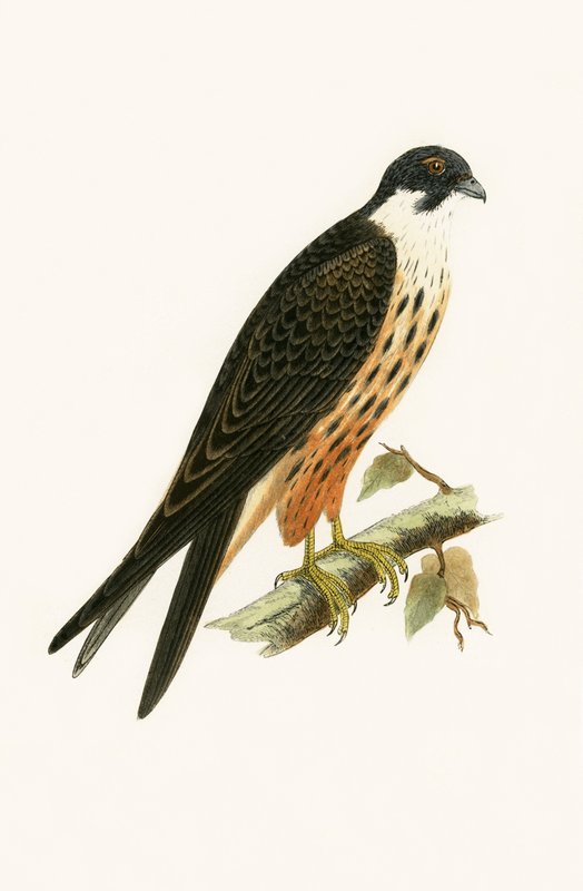 Falco Eleonorae, Illustration aus 
