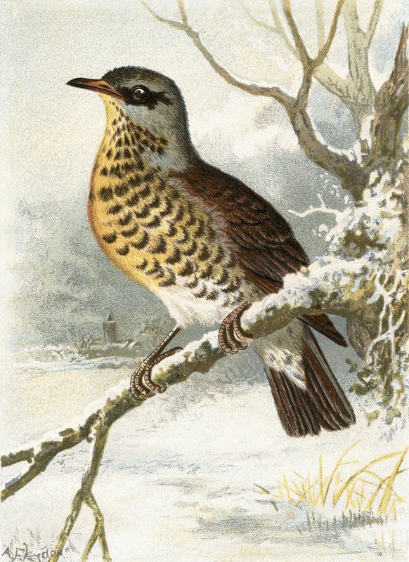 Wacholderdrossel von English School