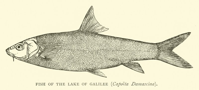 Fisch des Sees Genezareth, Capoeta Damascina von English School