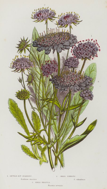 Blühende Pflanzen Großbritanniens: Teufelsabbiss, Kleine Skabiose, Feld-Witwenblume von English School