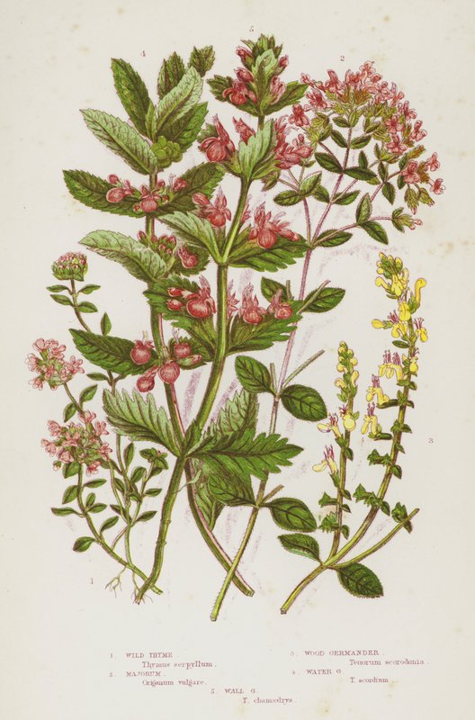 Blühende Pflanzen Großbritanniens: Wilder Thymian, Majoran, Wald-Gamander, Wasser-Gamander, Mauer-Gamander von English School