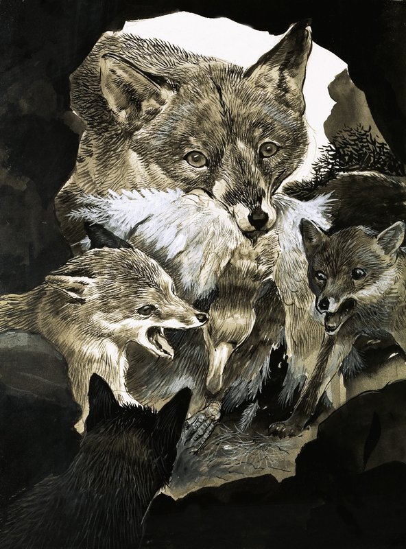 Fuchs bringt seinen Jungen Nahrung von English School