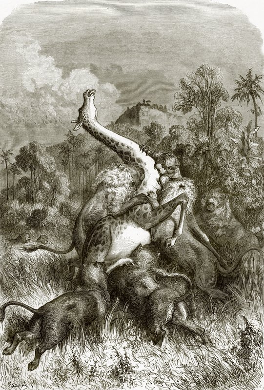 Giraffe und Löwen von English School