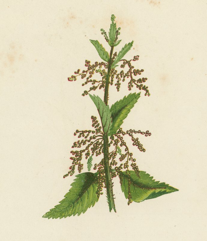 Große Brennnessel, Urtica Dioica von English School